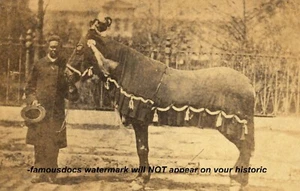 FOTO cavallo Abraham Lincoln Old Robin OLD BOB, foto giorno del funerale 1865 Springfield - Foto 1 di 2