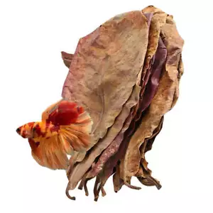 Große Indische Mandelblätter für Garnelen/Betta, Catappa 6-10" (15-25cm) 🍂 Aquarium - Bild 1 von 9
