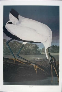 Audubon - Ltd. Ed. Loates Holz Ibis Druck signiert - Bild 1 von 4