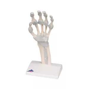 3B wissenschaftliches Handskelettmodell mit elastischen Bändern M36 Neu! - Bild 1 von 1