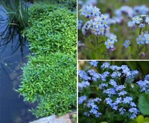 blaue Wasserblumen Teichpflanzen wasserreinigend blühend winterhart Deko Pflanze