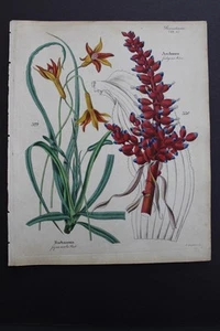 Antiguo botánico, Dietrich, color a mano, 1840, Alemania - Imagen 1 de 1