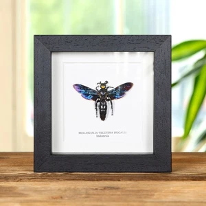 Megascolia velutina ducalis Taxidermy in Box Frame From indonesia - Foto 1 di 9