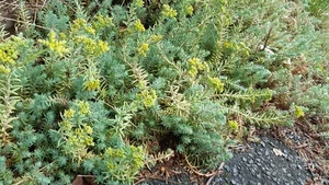 10 Stk. Bodendecker Sedum gedreht Pflanze Ableger Staude winterhart - Bild 1 von 6