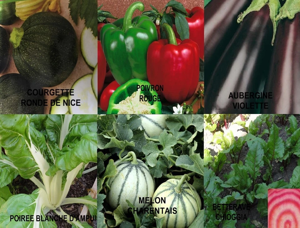 GRAINES DE LEGUMES BIO (BASILIC,COURGETTE,SALADE,CIBOULETTE,POIVRON) 40 AU CHOIX - Photo 1/1