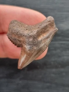 Diente de tiburón tigre marrón rojizo 3,2 cm - diente tiburón fósil - Imagen 1 de 3