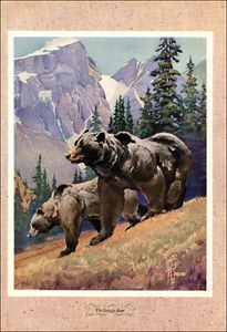 Oso pardo estampado vintage 1946 caza caza caza osos bosque montaña árbol - Imagen 1 de 3