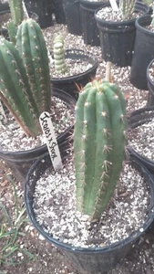 Echinopsis  cactus icaro x sharxx B Fat blue seedling - Picture 1 of 2