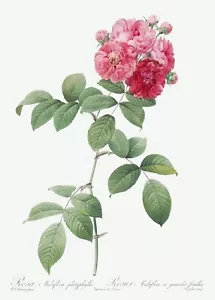 Seven Sisters Roses Les Roses by Pierre Joseph Redouté Print Reproduction - Picture 1 of 2