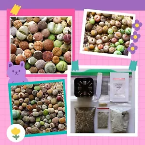 Lithops Germination Sowing Kit -Soil-Seeds - Picture 1 of 12