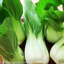 CABBAGE CHINESE PAK CHOI - 1700 SEEDS White  Brassica chinensis vegetable fruit