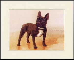 FRENCH BULLDOG CUTE LITTLE STANDING DOG PRINT MOUNTED READY TO FRAME - Picture 1 of 1