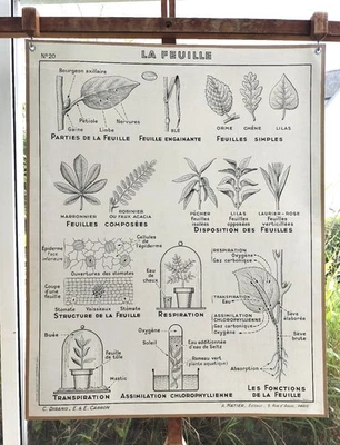ancienne affiche scolaire hatier 20 sciences botanique feuille fleur - Photo 1/2