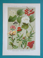 MEDICINAL PLANTS Honeysuckle Dogwood Elder Cranberrybush - 1896 Botanical Print