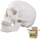 Human Skull Model for Learning (White Skull)