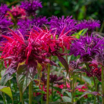 EARTHBEAT SEEDS Bee Balm Mixed Seeds (Monarda fistulosa) ~Native Wildflower Pollinator Garden