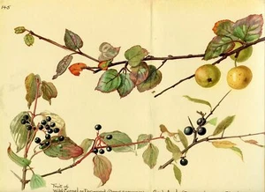 Edith Holden DOGWOOD CRAB APPLE vintage repro 1906 watercolor botanical print - Picture 1 of 4