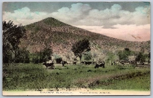 K40/ Tucson Arizona Postcard c1910 Dairy Ranch Cows Mountain 484 - Picture 1 of 2