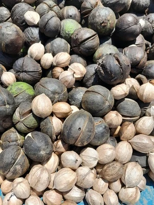 10 органических семян ореха гикори Shagbark РЕДКИЕ БЕЗ ГМО - Изображение 1 из 3