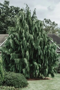 Port Orford Cedar Tree {Chamaecyparis lawsoniana} 25+ seeds Free Shipping!  - Picture 1 of 1