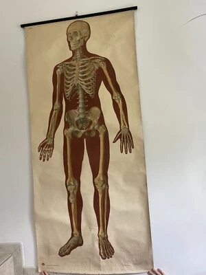 Carta escolar original vintage médica desplegable de esqueleto de tamaño natural Foto 1 de 3