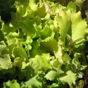 ORGANIC Lettuce LOOSE LEAF MIXED SALAD Cut and Come Again Non-GMO BIO 1000 SEEDS - Picture 1 of 1