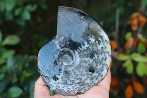 0.38kg Rare Black Ammonite Fossil Conch Specimen Healing Decor Crystal Gift - Imagen 1 de 10