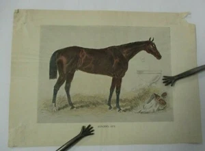 Vintage Hand Colored Print of Racehorse HINDOO, U.S. Racing Hall of Fame - Picture 1 of 2