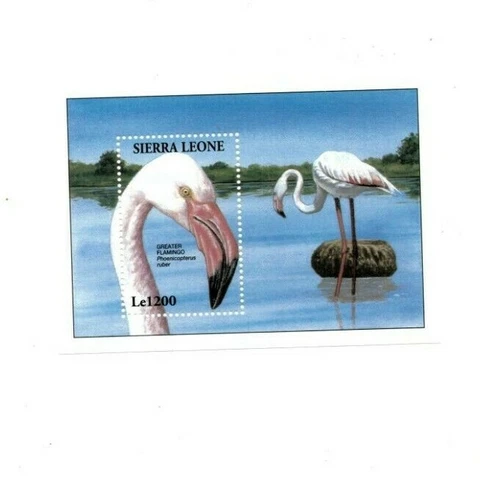Sierra Leone 1994 - Greater Flamingo, Birds - Souvenir Sheet - Scott 1739 - MNH Cover