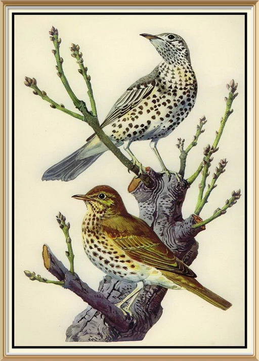 Juego de 10 impresiones artísticas litográficas de naturaleza de aves originales de 1947 de Charles Tunnicliffe Foto 1 de 4