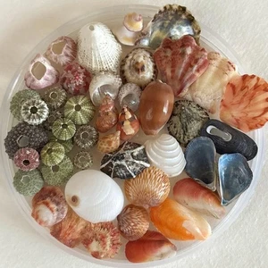 Natürliche kleine Seeigel Muscheln und Muscheln Kunsthandwerk aus Japan 24098 - Bild 1 von 5