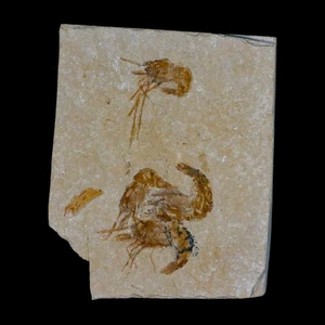 4 Four Fossil Shrimp Carpopenaeus Cretaceous Age 100 Mil Yrs Old Lebanon COA - Picture 1 of 6