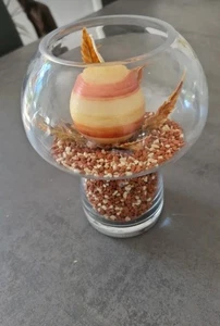 Windlicht, Neu - Bild 1 von 1