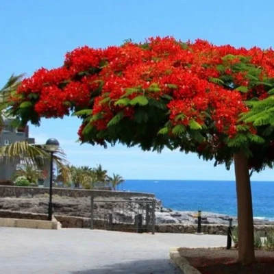 Flamboyant Tree Delonix regia The Flame Tree of the Canary Islands - Madagascar - Bild 1 von 4