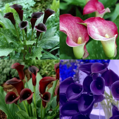 100Pcs Mix Calla Lily Seeds Calla Zantedeschia Seed - Image 1 of 4