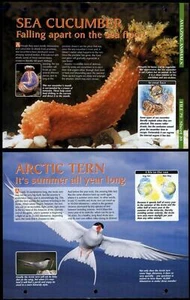 Sea Cucumber / Arctic Tern #28 Amazing Animals, Animals, Animals Fact File Page - Picture 1 of 1