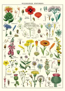 Póster de flores silvestres Cavallini & Co., papel de archivo, mate - Imagen 1 de 5