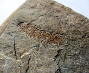 Larvas fósiles de mosca de mayo (efemépteros) - Imagen 1 de 5