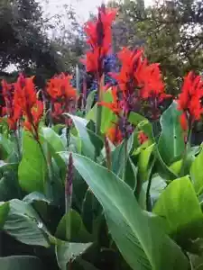 TALL Canna Lily Rhizomes/Bulbs~HEIRLOOM~RED Flowers~Hummingbirds LOVE~FREE SHIP - Picture 1 of 2