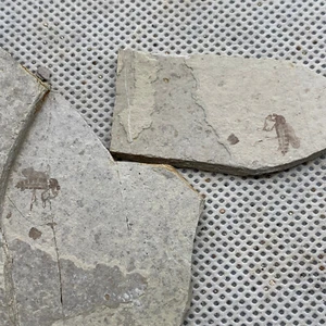 Ein Paar exquisite Insektenfossilien aus der Jura-Daohugou-Zeit - Bild 1 von 7