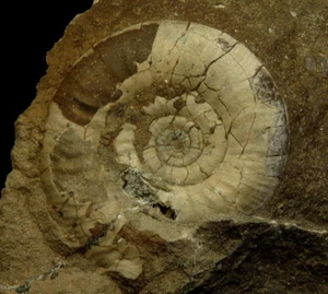 AMMONITE Asphinctites tenuiplicatus JURASSIC BATHONIAN Poland Czestochowa /kw269 - Picture 1 of 6