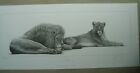 Gary Hodges - Savannah - Lion and Lioness - Lithograph - Print Only  No 982/1250
