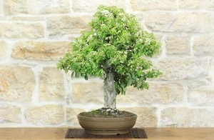 Bonsai di Pyracantha Coccinea (166) - Foto 1 di 7