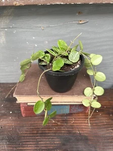 Hoya Mathilde Splash plant - Exact plant 4” Hanging Pot “B” - Shipping Guarantee - Picture 1 of 5