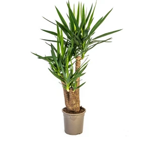 Yucca Elephantipes Verzweigt Ø24cm | Zimmerpflanze 80-100cm - Pflanzfix24 - Bild 1 von 5