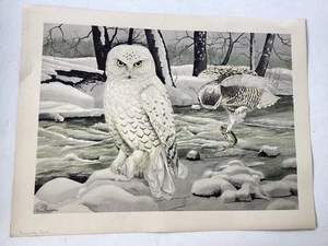 Rex Brasher handkoloriert #376 Schneeeule sehr guter Zustand - Bild 1 von 10