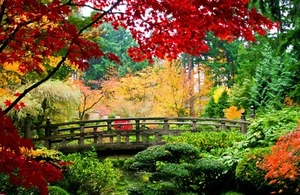 Fototapete VLIES-JAPANISCHER GARTEN-(18017S)-Brücke Park Baum Teich Tapete XXL - Bild 1 von 1