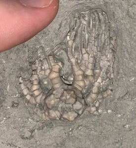 Fossil CRINOID CYATHOCRINITES 1.5 Inches! Mississippian Crawfordsville Indiana - Picture 1 of 6