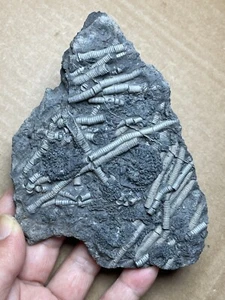 224g Triassic Natural crinoid stem and Trachyceras specimen Geologic rock - Picture 1 of 18