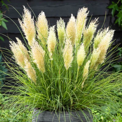Ornamental Grass, Tiny Pampa 2 x Compact Pampas, Feather Plumes, 9cm Pots - Image 1 of 4